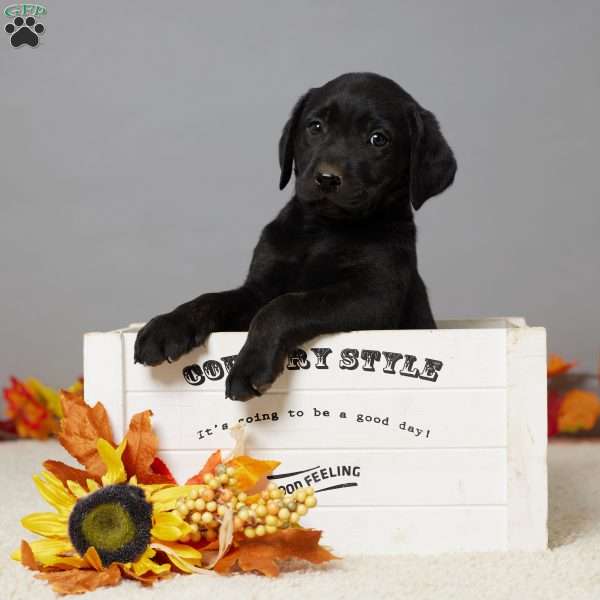 Bear, Black Labrador Retriever Puppy